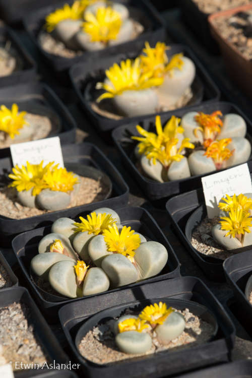 Lithops meyeri  -30 seeds