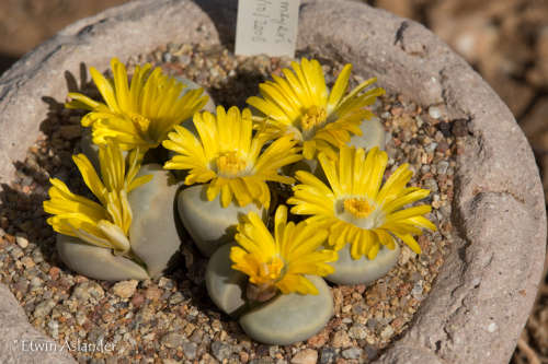 Lithops meyeri  -30 seeds