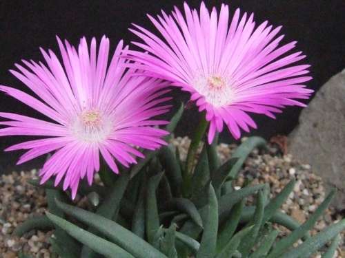 Cephalophyllum subulatoides - 30 seeds