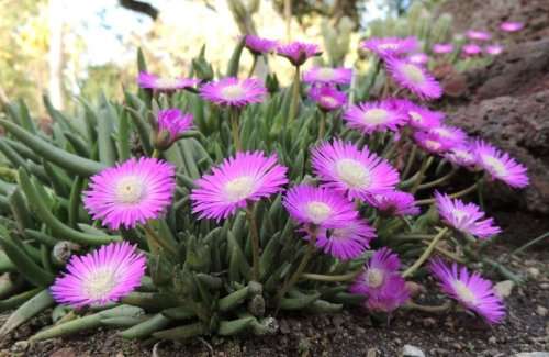 Cephalophyllum subulatoides - 30 seeds