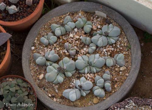 Gibbaeum album - 100 seeds
