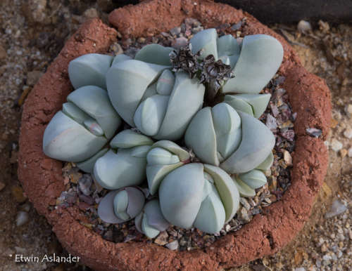 Gibbaeum album - 100 seeds