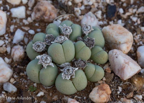 Gibbaeum heathii - 100 seeds