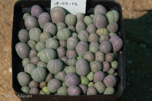 Gibbaeum heathii - 100 seeds