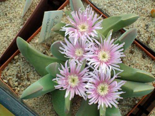 Gibbaeum velutinum - 100 seeds