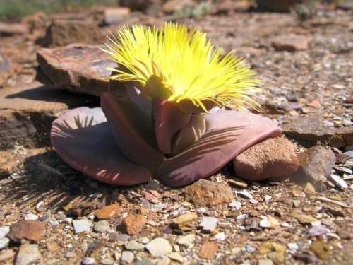 Cheiridopsis peculiaris - 100 seeds