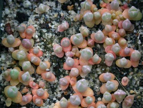 Cheiridopsis peculiaris - 100 seeds