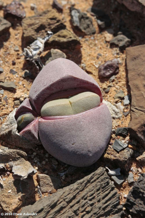 Didymaotus lapidiformis  - 30 seeds