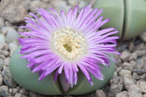 Argyroderma delaetii - 100 seeds