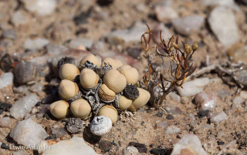 Argyroderma subalbum - 30 seeds