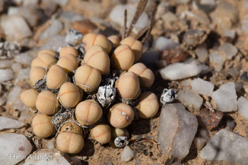 Argyroderma subalbum - 30 seeds