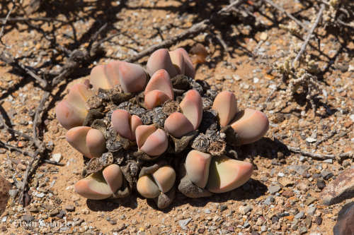 Tanquana prismatica - 100 seeds