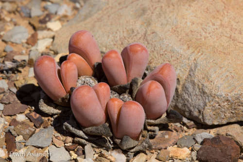 Tanquana prismatica - 100 seeds