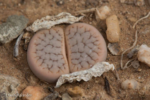 Lithops pseudotruncatella ssp. dendritica   -100 seeds