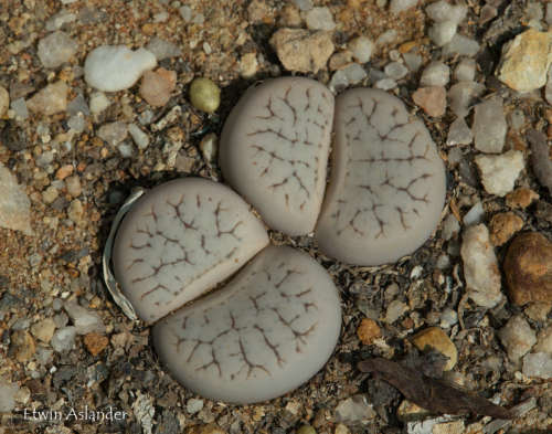 Lithops pseudotruncatella ssp. dendritica   -100 seeds