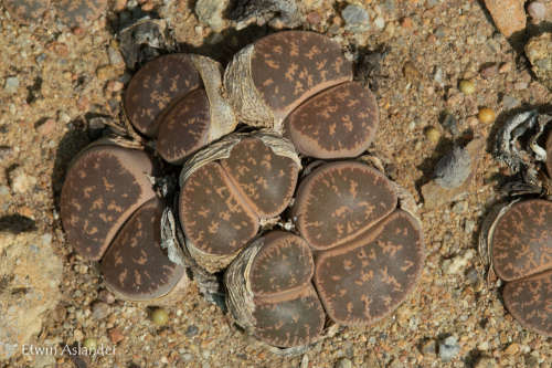 Lithops lesliei var. lesliei  'Pietersburg form' C.032   -100 seeds