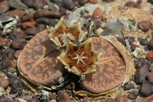 Lithops lesliei var. lesliei  'Pietersburg form' C.032   -100 seeds