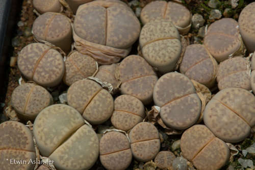 Lithops amicorum  (Tok67)  -30 seeds