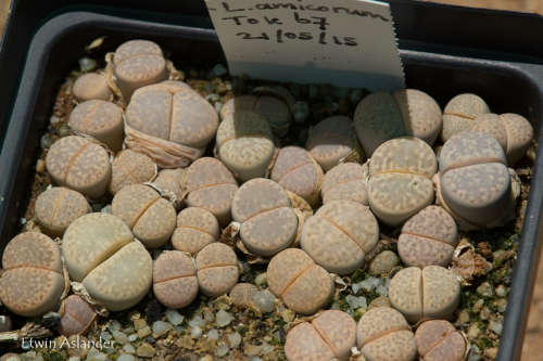 Lithops amicorum  (Tok67)  -30 seeds