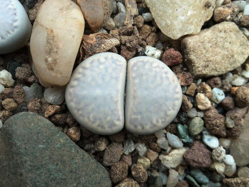 Lithops amicorum  (Tok67)  -30 seeds