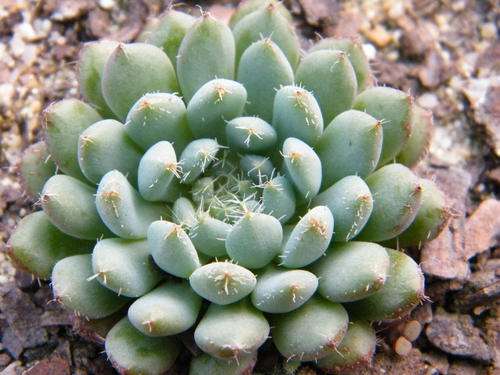Echeveria setosa var. deminuta (plants)