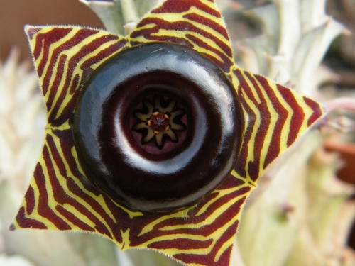 Huernia zebrina plants