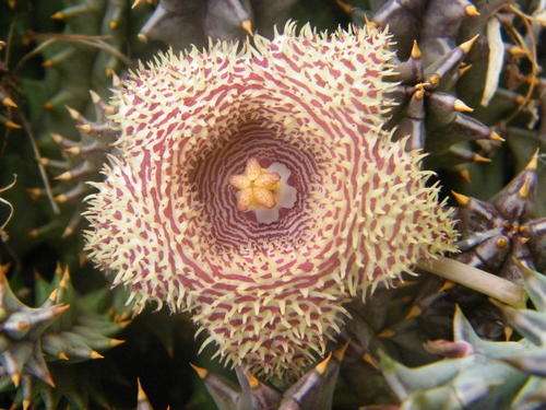 Huernia hystrix plants (Porcupine Huernia)