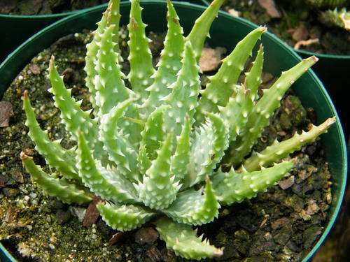 Aloe humilis plants