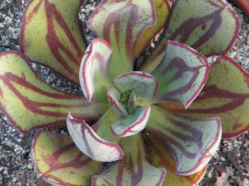 Echeveria nodulosa plants