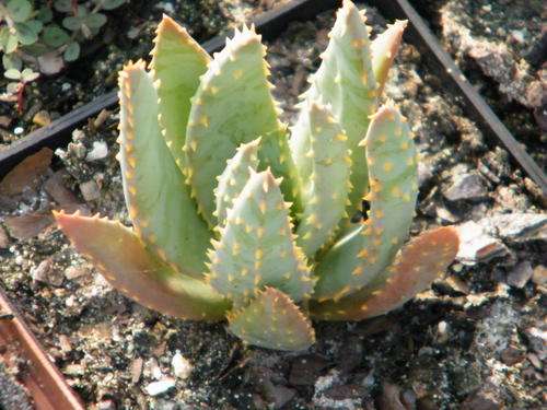 Kokerboom (Aloe dichotoma) plants