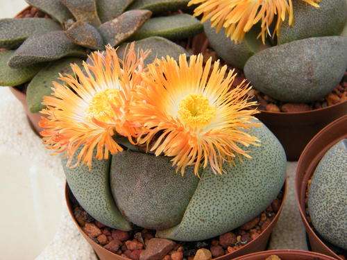 Pleiospilos nelii plants