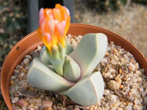 Lapidaria margarethae seeds (20 seeds per packet)