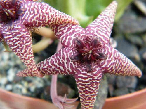 Orbea  "Starlight" (plants)