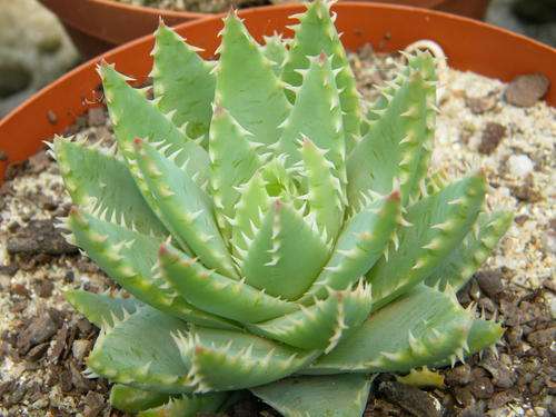 Aloe brevifolia plants