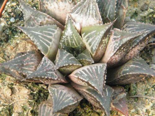 Haworthia magnifica var. paradoxa (plants)