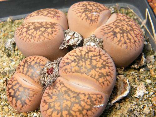 Lithops aucampiae plants