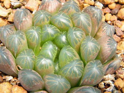 Haworthia cooperi var. truncata (plants)