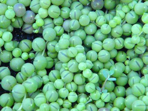 String of Beads - Senecio rowleyanus (rooted cuttings)