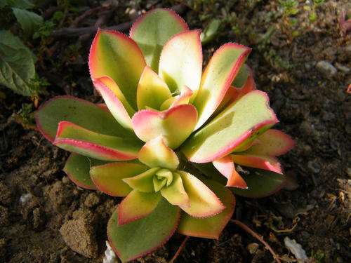 Aeonium "Kiwi" plants