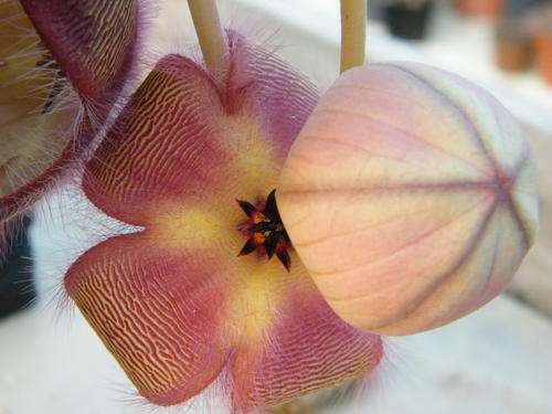 Stapelia hirsuta plants