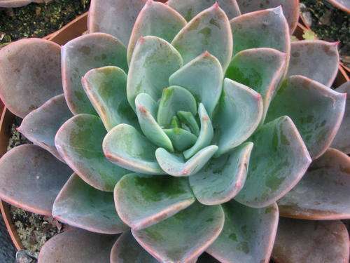 Echeveria Blue Prince (plants)