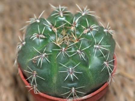 Gymnocalicium baldianum