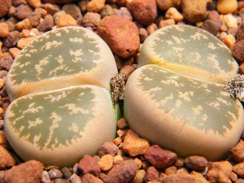 Lithops lesliei (Pietersburg form)