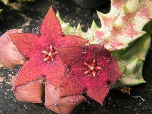 Orbea melanantha