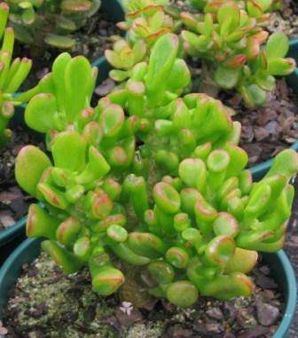 Crassula ovata "Gollum"