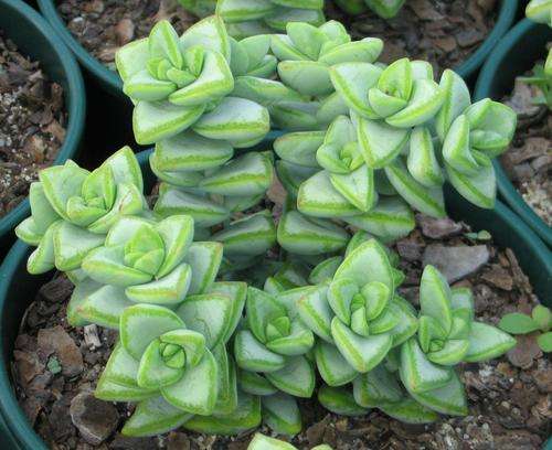 Crassula rupestris plants