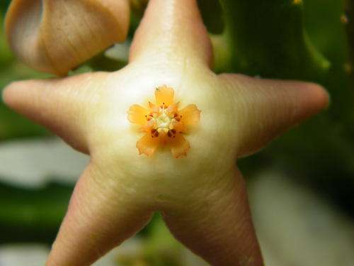 Stapelia divaricata plants