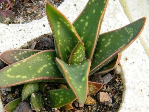 Gasteria cv. "Boomslang"
