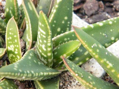Gasteria Boomslang