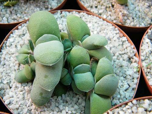 Gasteria glomerata